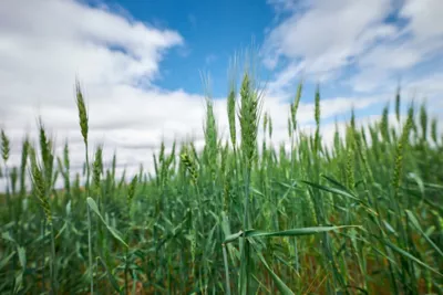 cereal grains
