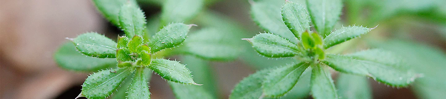 cleavers-close up