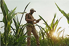 man on ipad in a corn field