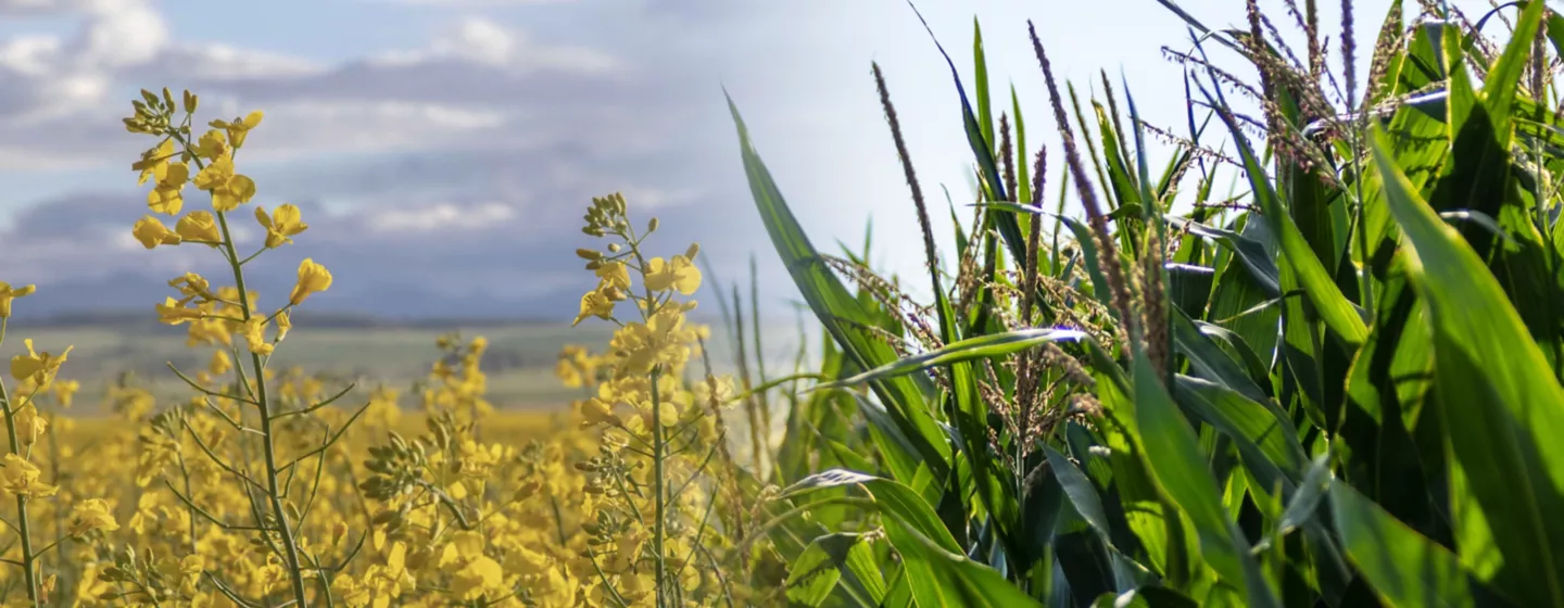 canola and corn