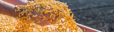 farmer hand corn