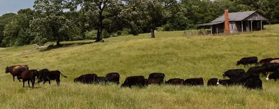 cows in pasture