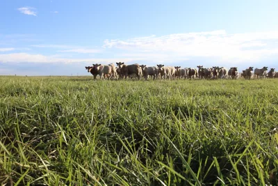 cream colored cows in pasture