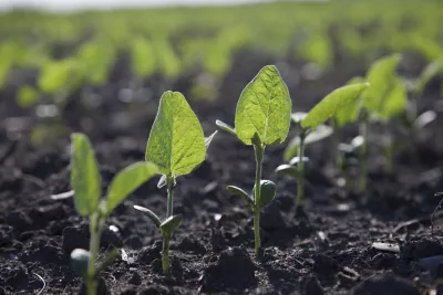 Early soybean