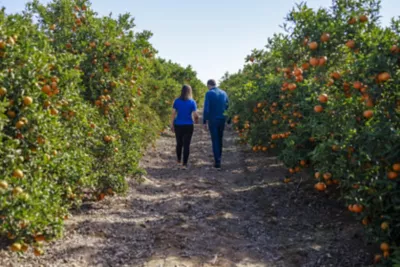 employee and farmer walking citrus grove