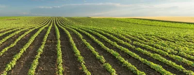 crop rows
