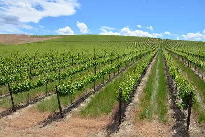 grape vineyard