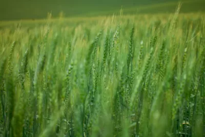 Wheat field