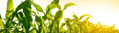 Green corn field