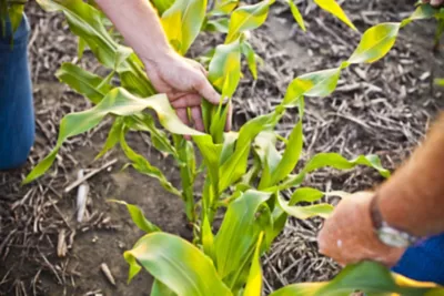 hands examing young corn plant