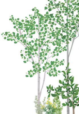weeds, brush and trees