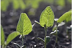 Early growth of sprouting soybean plants