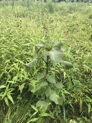 perilla mint