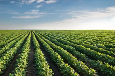 soybean field