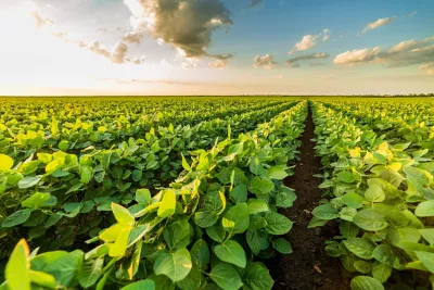 Rows of soybeans