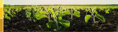 soybean plants