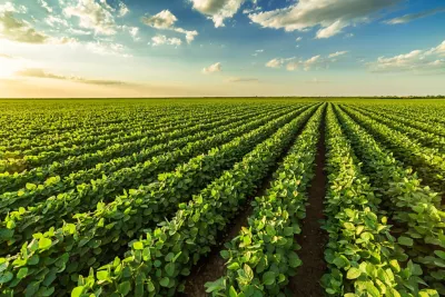 soybean rows