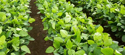 soybeans