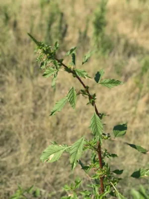 spiny pigweed