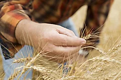 man inspecting wheat in field - close up
