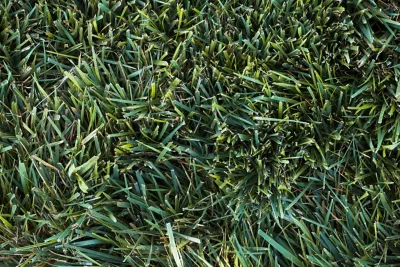 Healthy turf grass