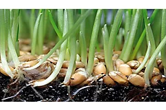 wheat germination in soil