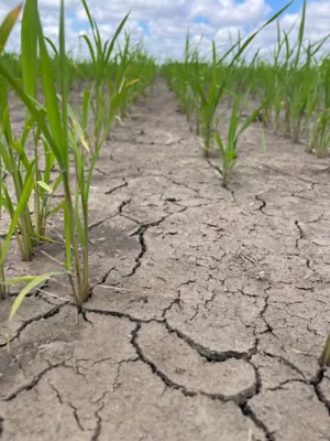 early rice in cracked dry soil