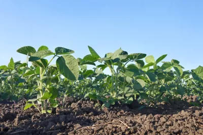 early season soybeans