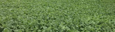 Brassica Crop
