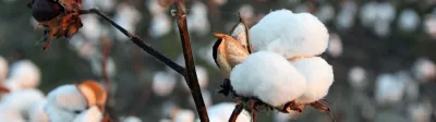 Cotton Crop Solutions Page Mobile