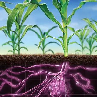 Plants de maïs avec des racines pourpres