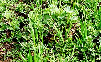 Broadleaved weeds