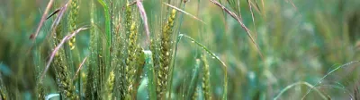 Brome