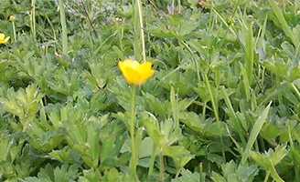 Buttercups