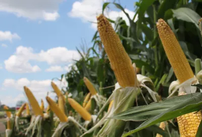 IMG_CORN_BLOG.jpg