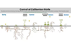 cali thistle chart