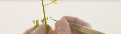 tweezing canola