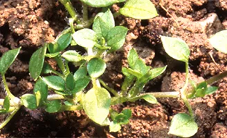 chickweed
