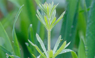 Cleavers