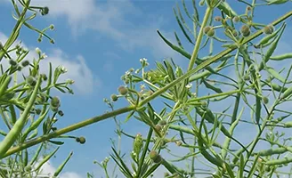 Cleavers