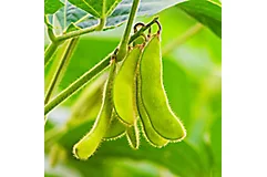Stems of young green soybean plants 