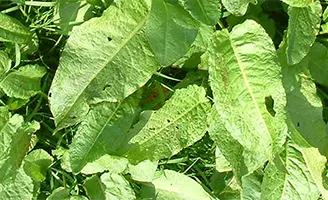 Broad-leaved docks