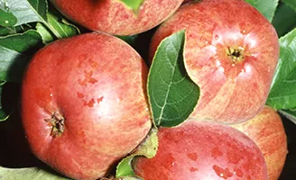 Apples on tree
