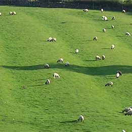 sheep grazing