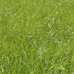 Grass ley