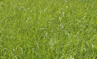 young grass ley