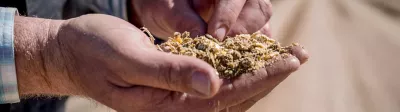 Image of handful of silage