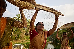 Woman farmer threshing chaff 