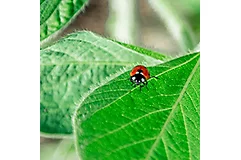 ladybug sitting on a soybean leaf