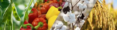 multi-crop